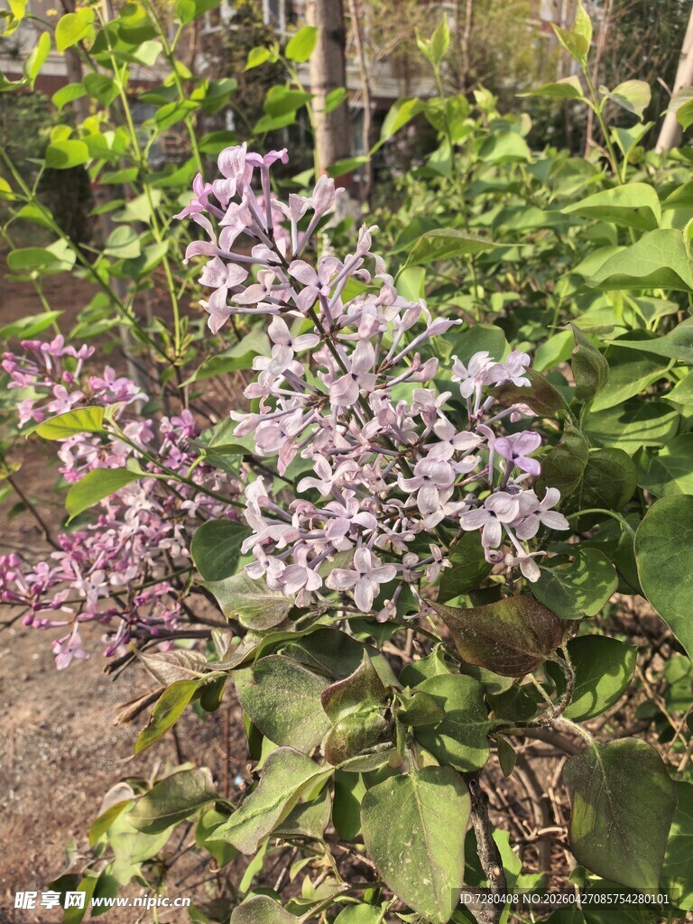 紫色花卉绽放于绿植间