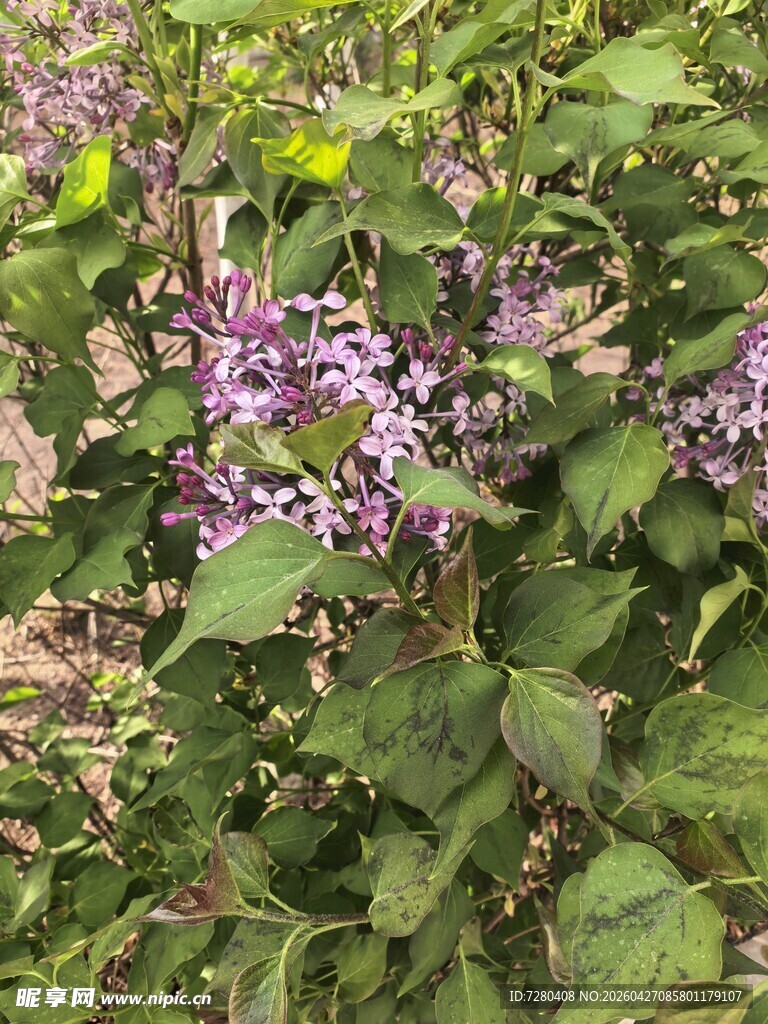 紫色花卉与绿叶植物景观