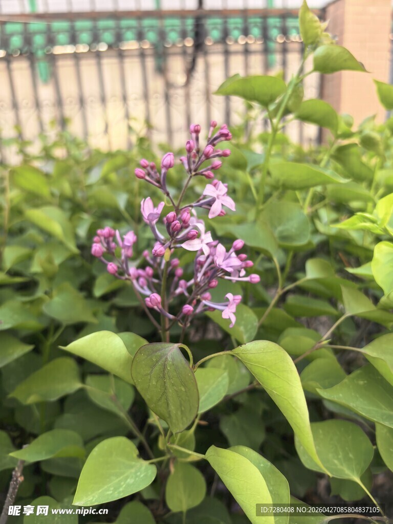 绽放的紫丁香