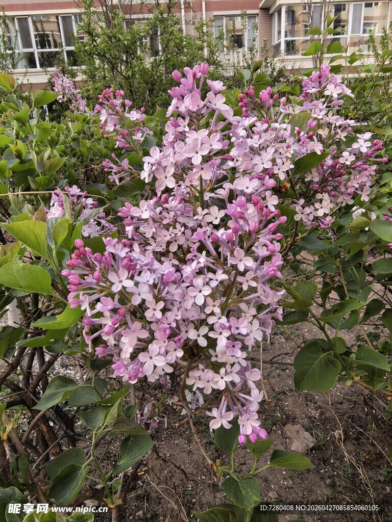 绽放的紫丁香花丛