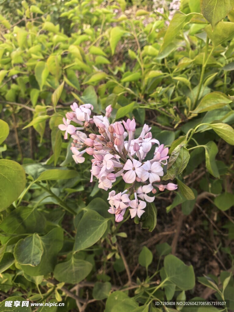 淡粉丁香绽放于绿叶间