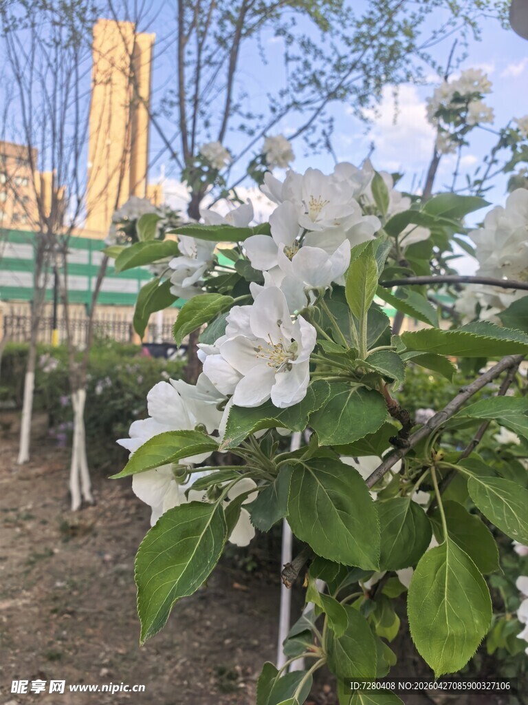 春日绽放的洁白花朵