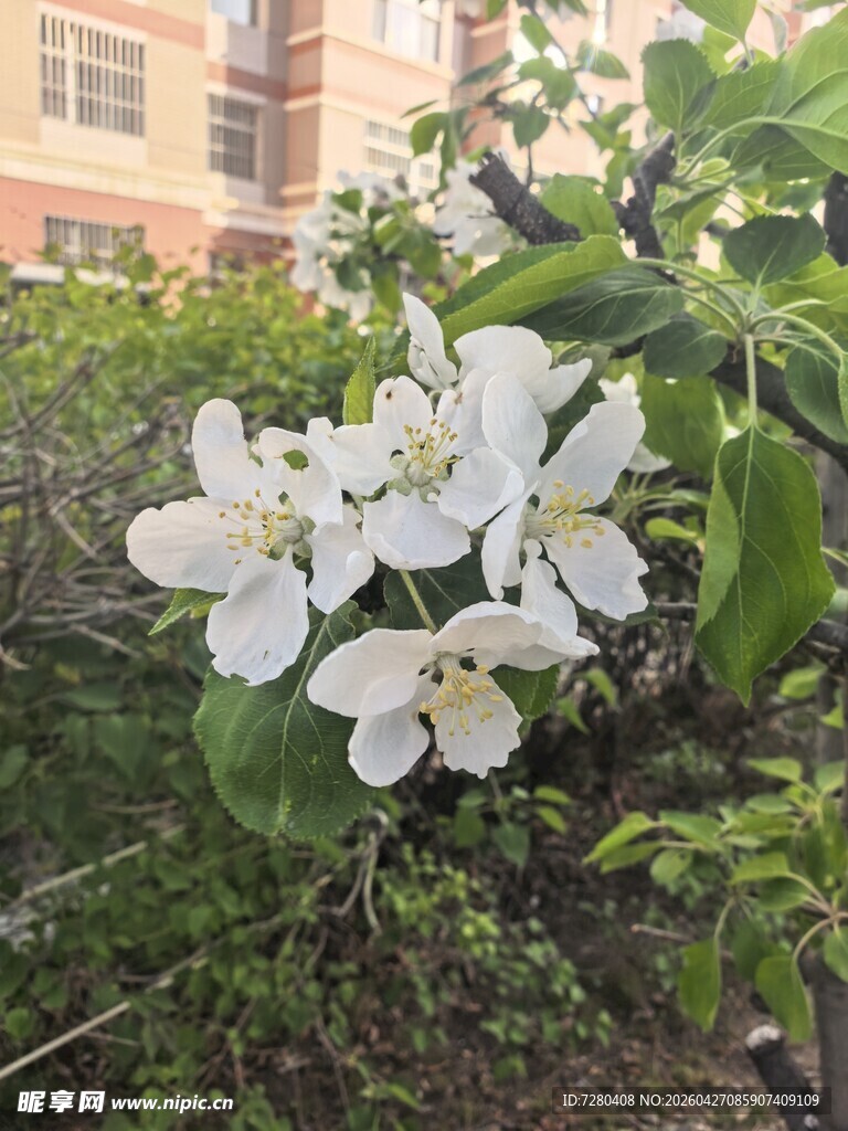 枝头绽放的洁白苹果花