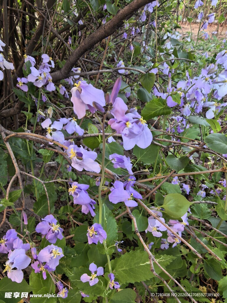 紫色野花绽放于绿植间