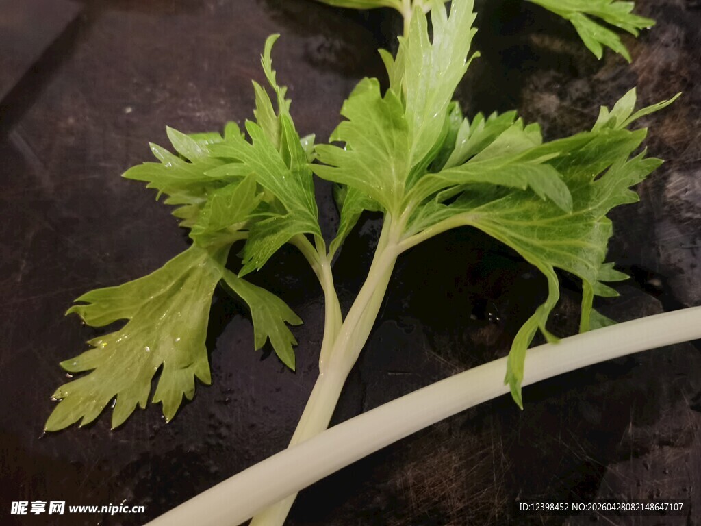新鲜芹菜茎叶特写