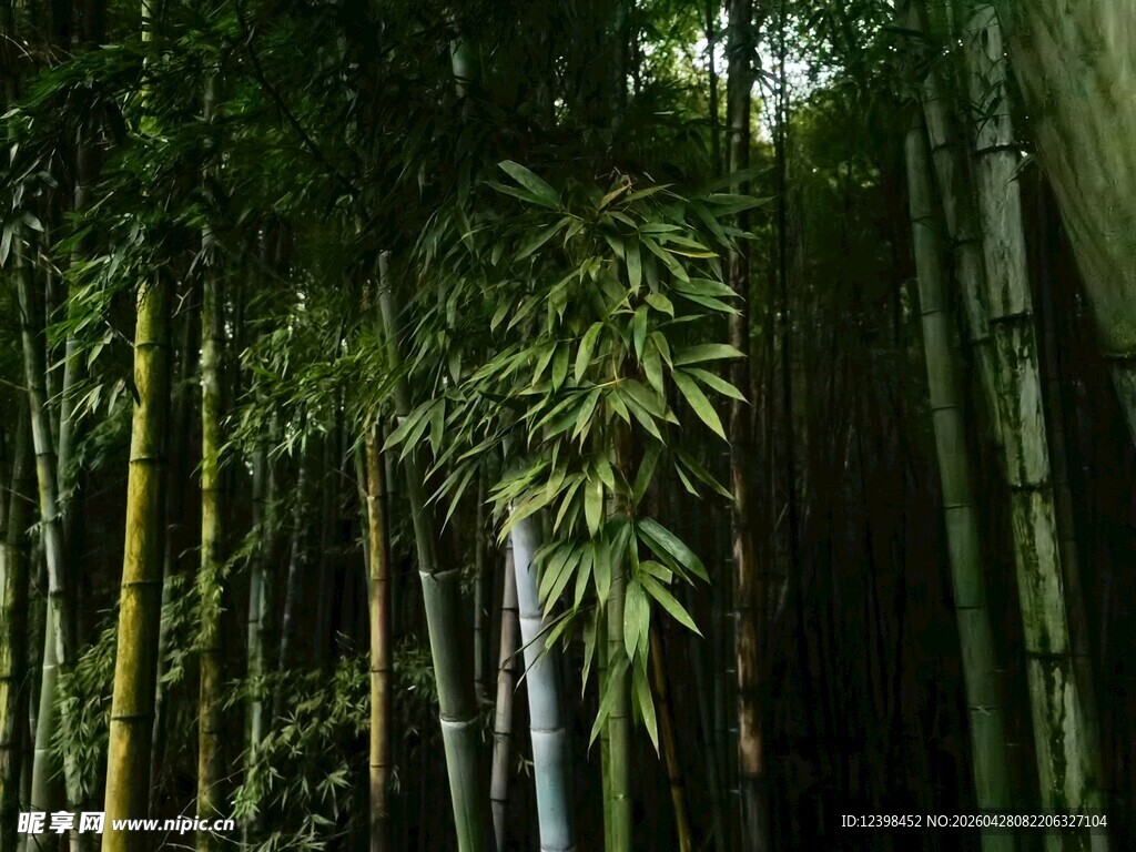 茂密竹林景观