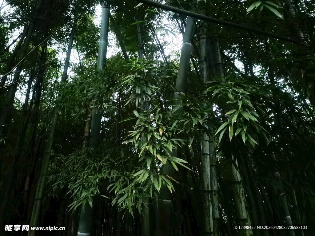 茂密竹林绿意盎然