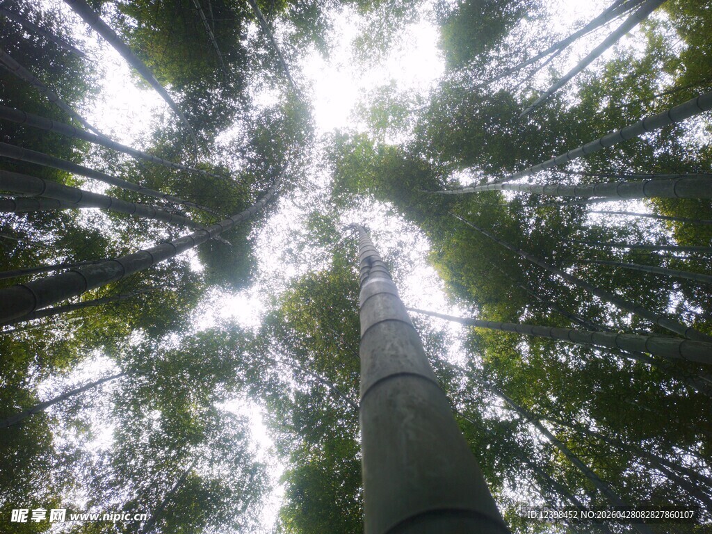 仰视森林中的高大树木