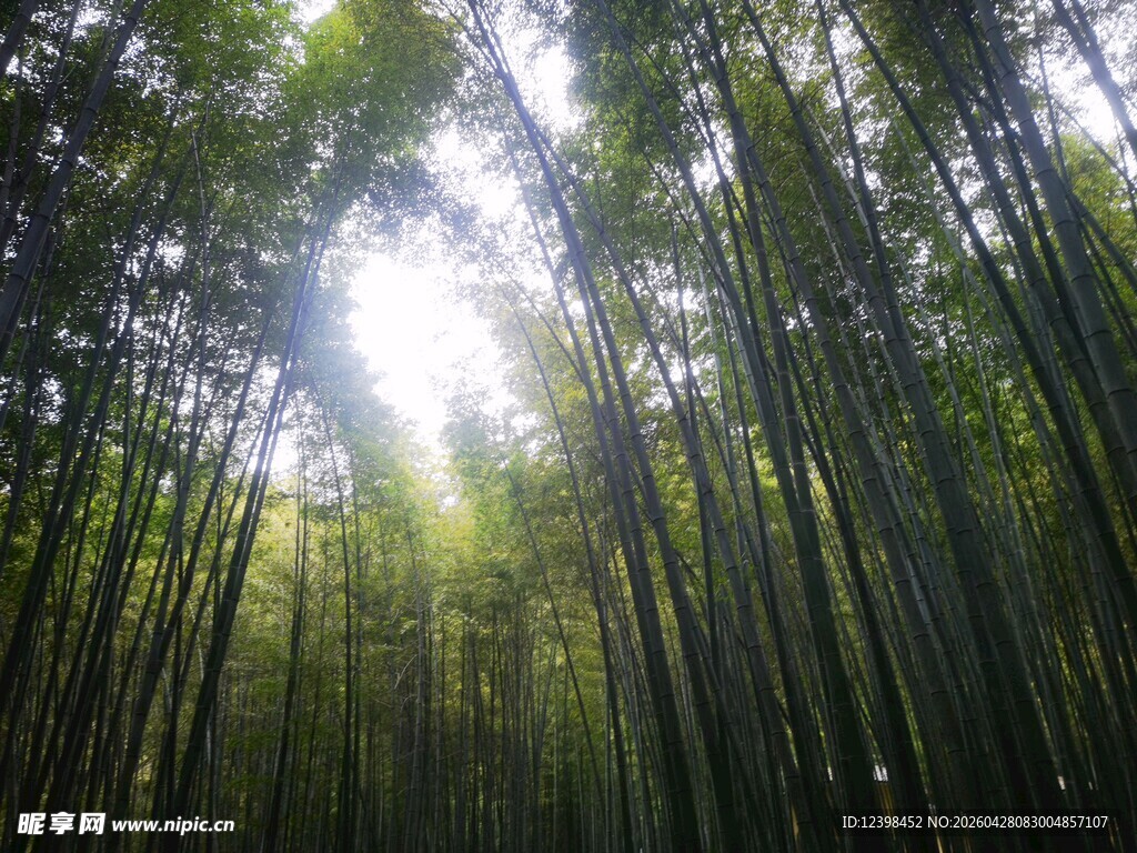 阳光洒落的茂密竹林