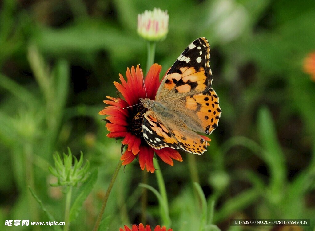 蝴蝶停驻在艳丽花朵上