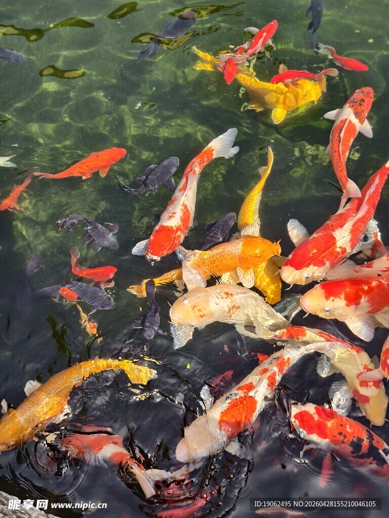 锦鲤
