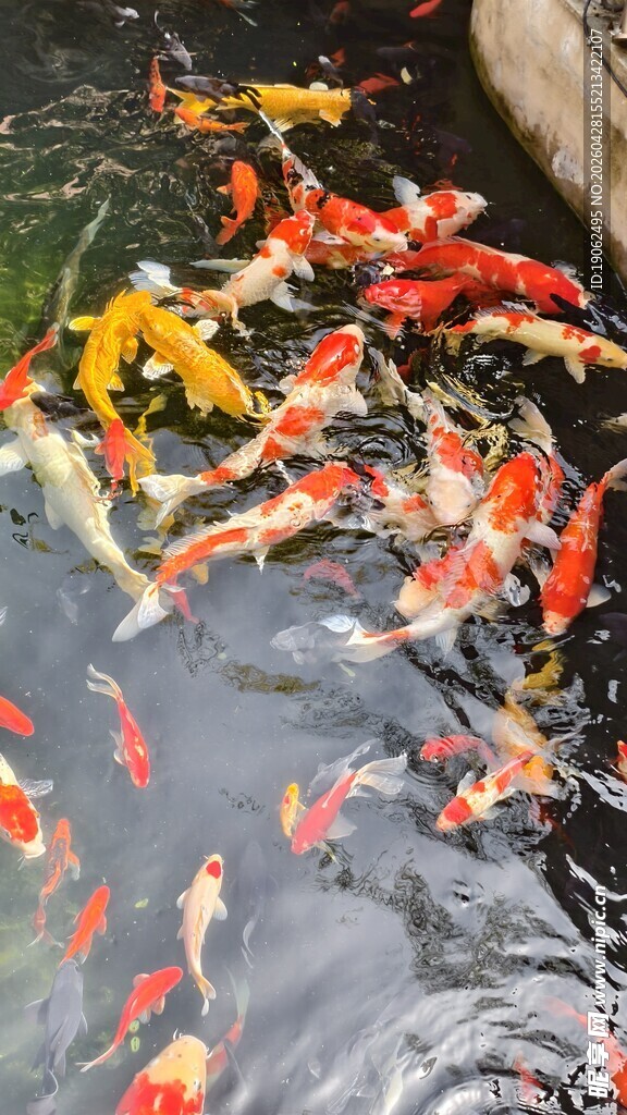 锦鲤