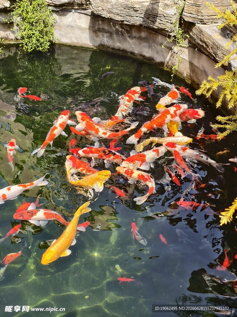 锦鲤