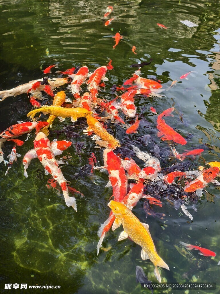 锦鲤
