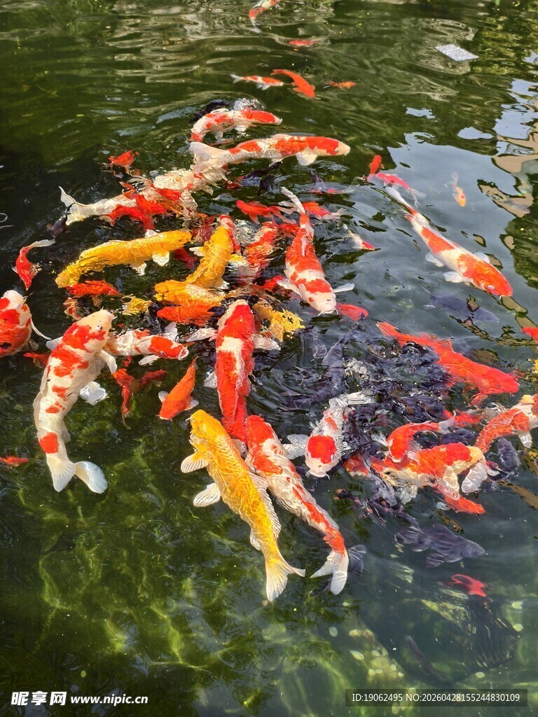 锦鲤