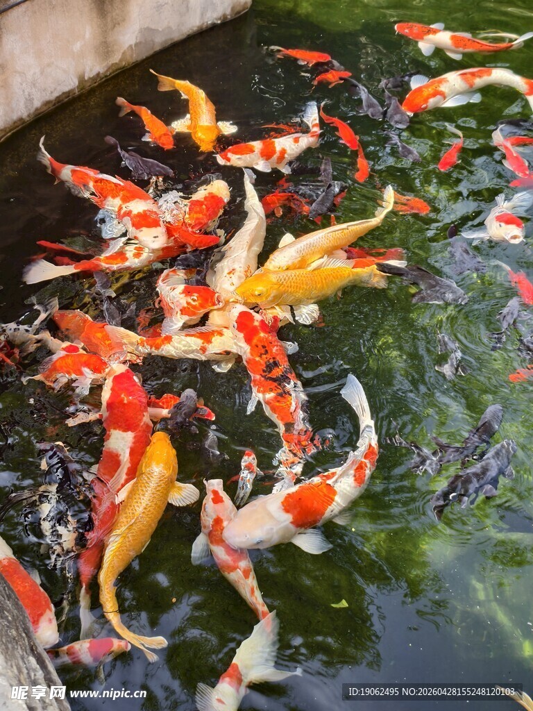 锦鲤