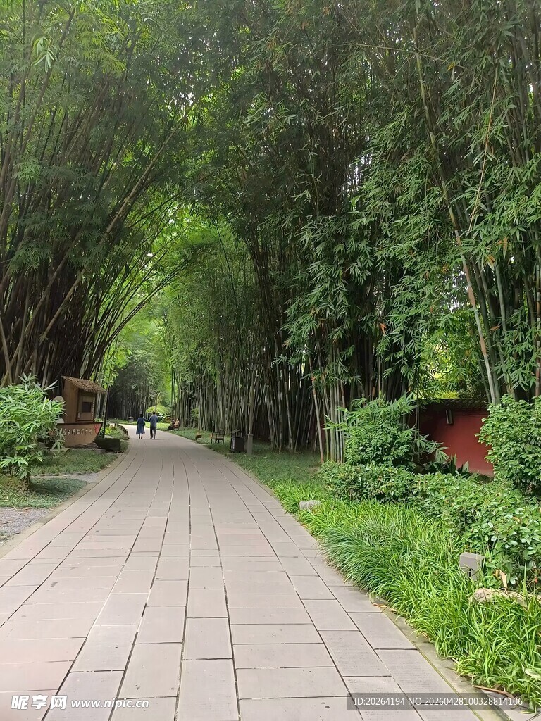 竹林中的清幽石板小径