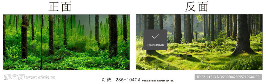 森林中的苔藓与地面景观
