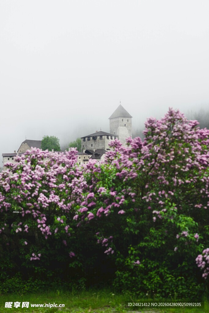 雾中繁花与远处建筑