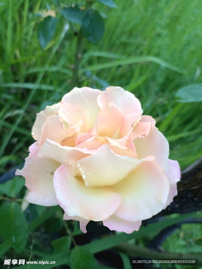 淡粉色月季花绽放