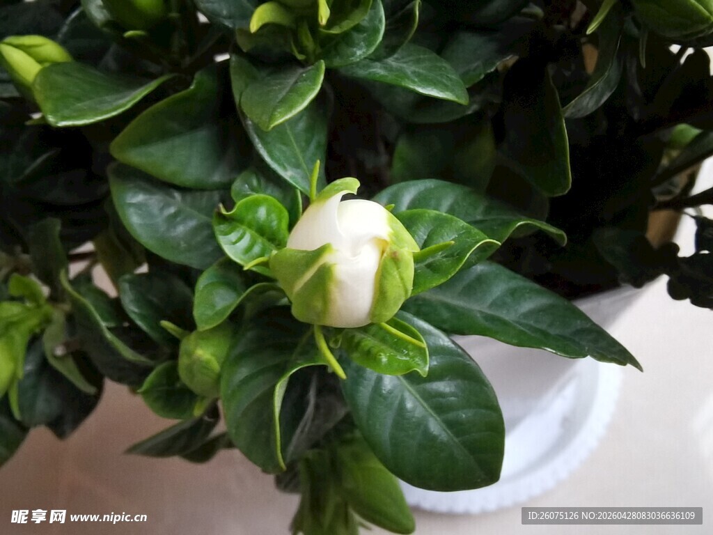 含苞待放的栀子花