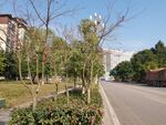 城市道路旁的绿植景观