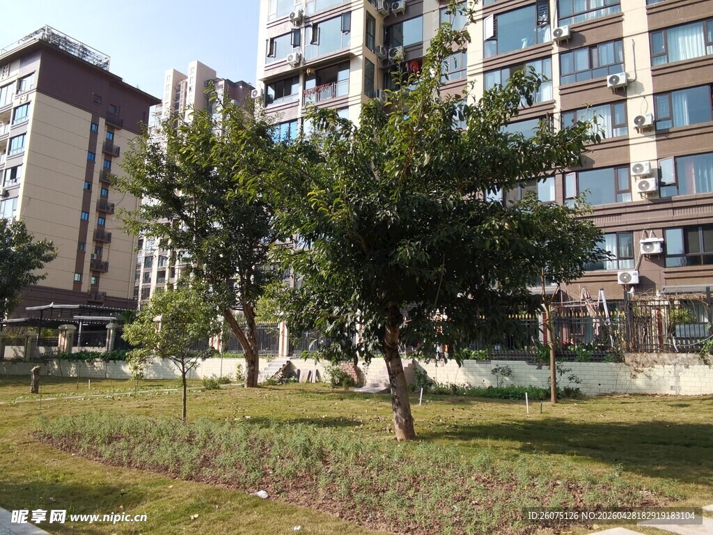 小区内的绿树与建筑景观