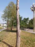 公园内的树木与开阔草地