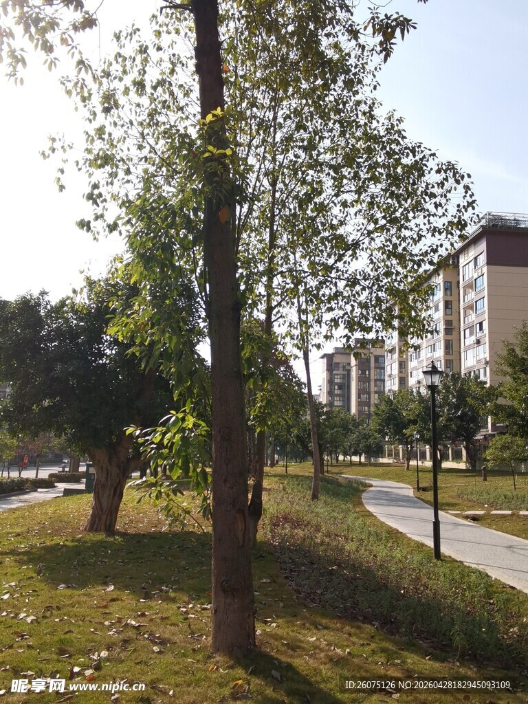 城市公园绿树草地景致