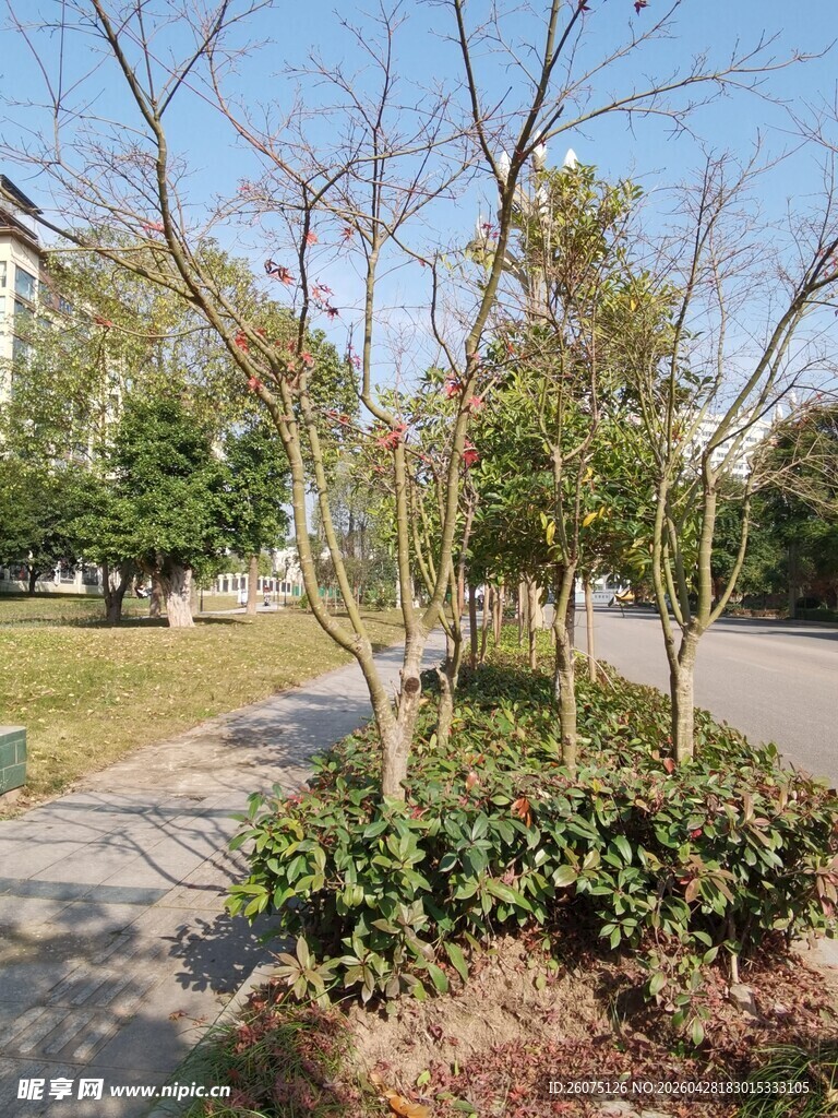 路边绿植景观