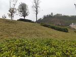 绿意盎然的山坡茶园景色