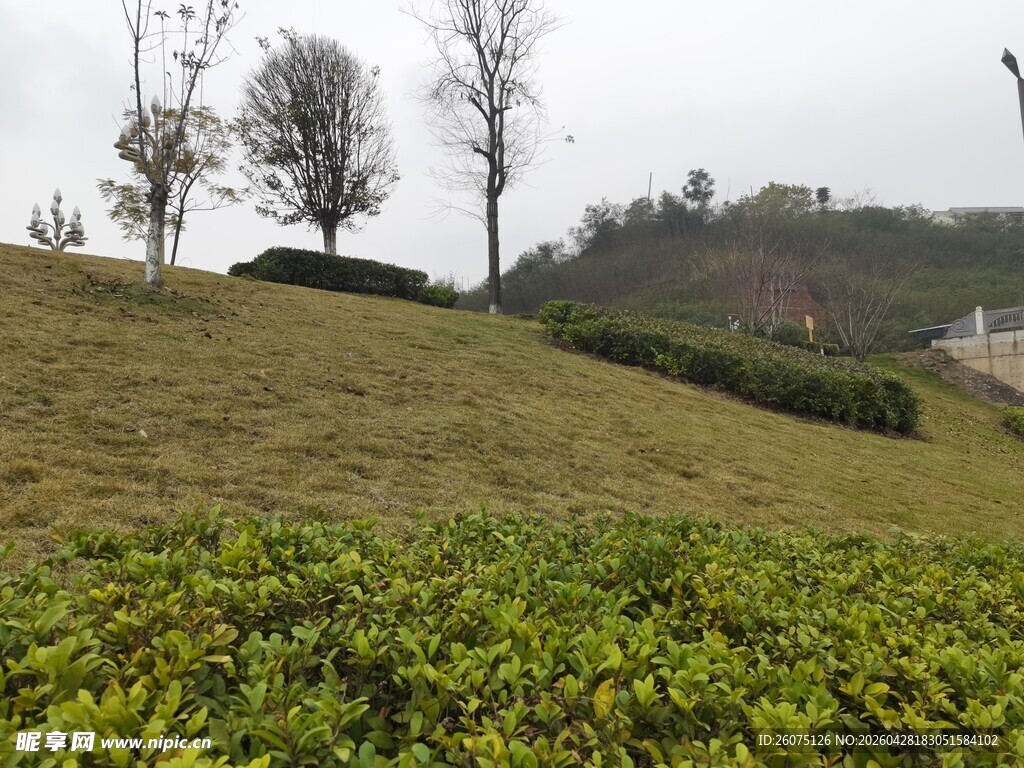 绿意盎然的山坡茶园景色
