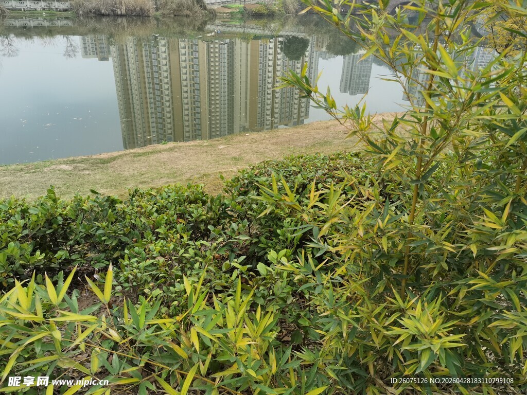 湖边绿植景观