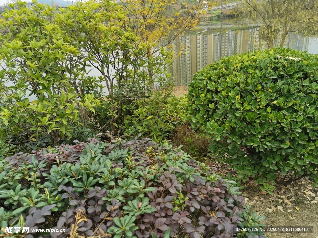 多彩绿植景观