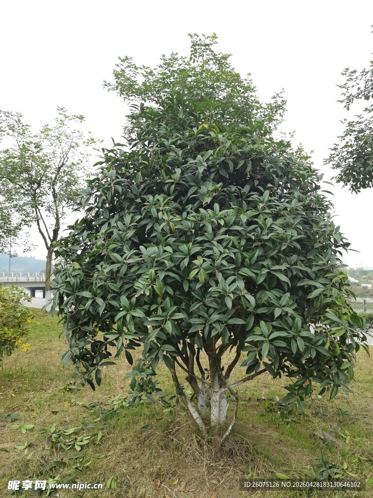 茂盛绿植独立于草地