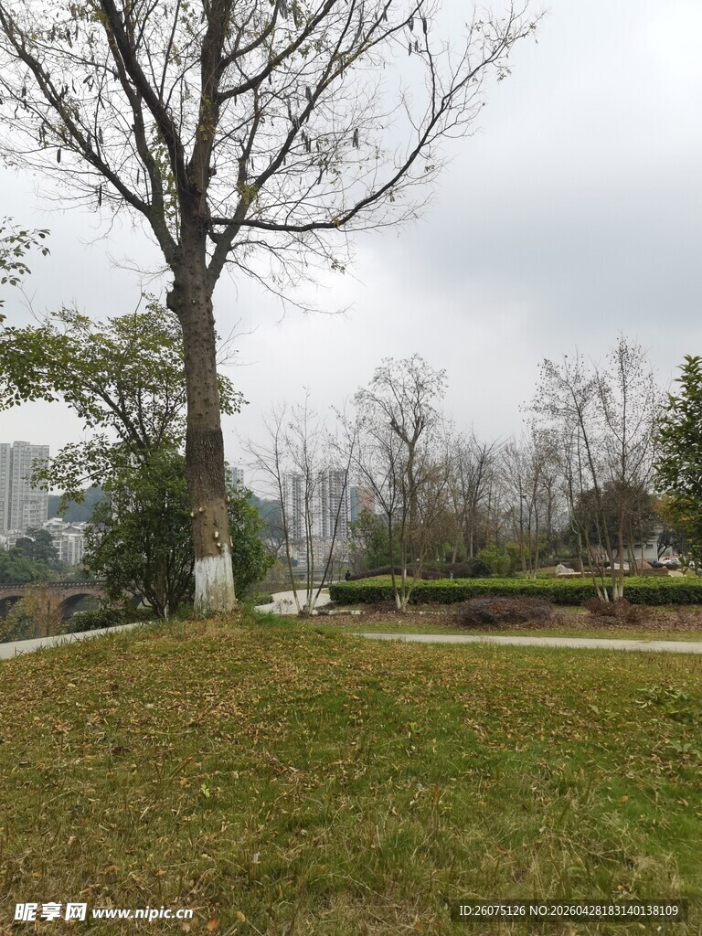 户外开阔草地与枯树景观