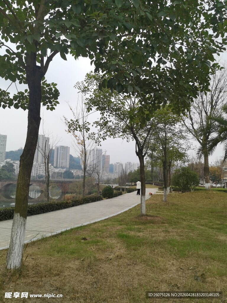 城市公园中的林荫小道