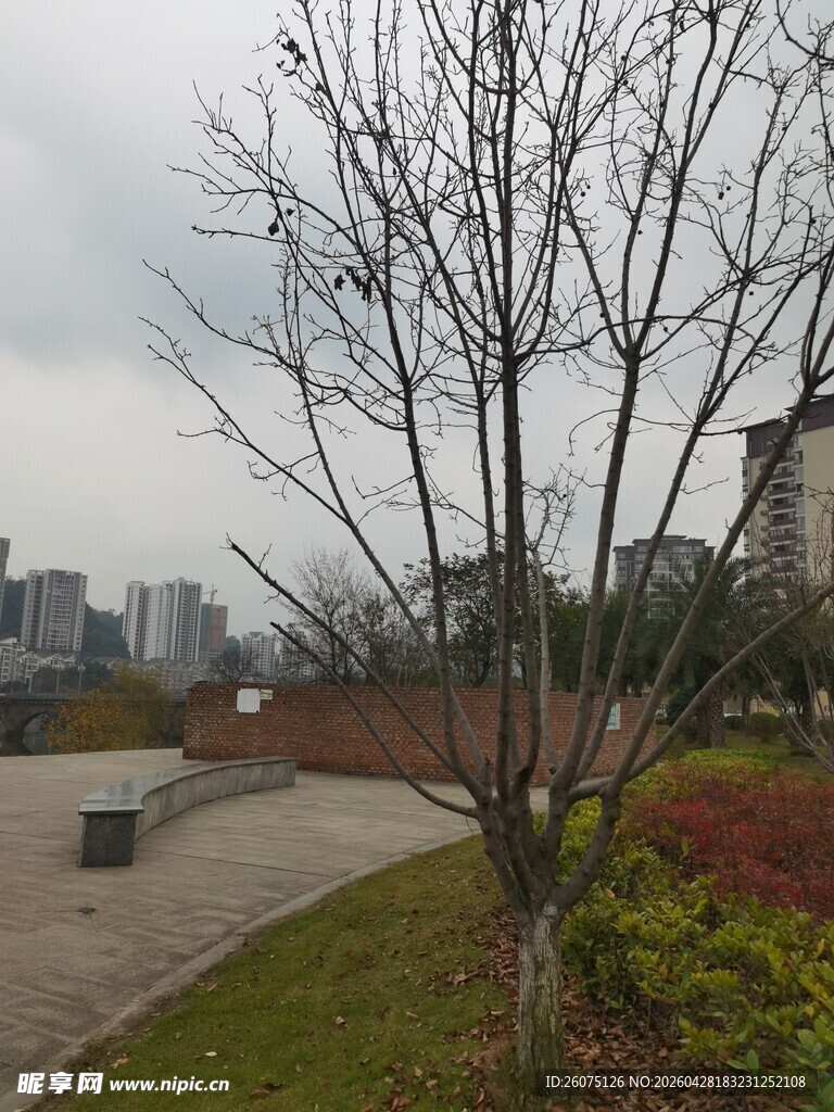 城市公园中的光秃树木