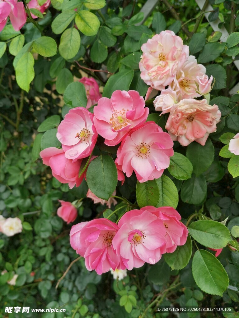 娇艳粉色月季花绽放