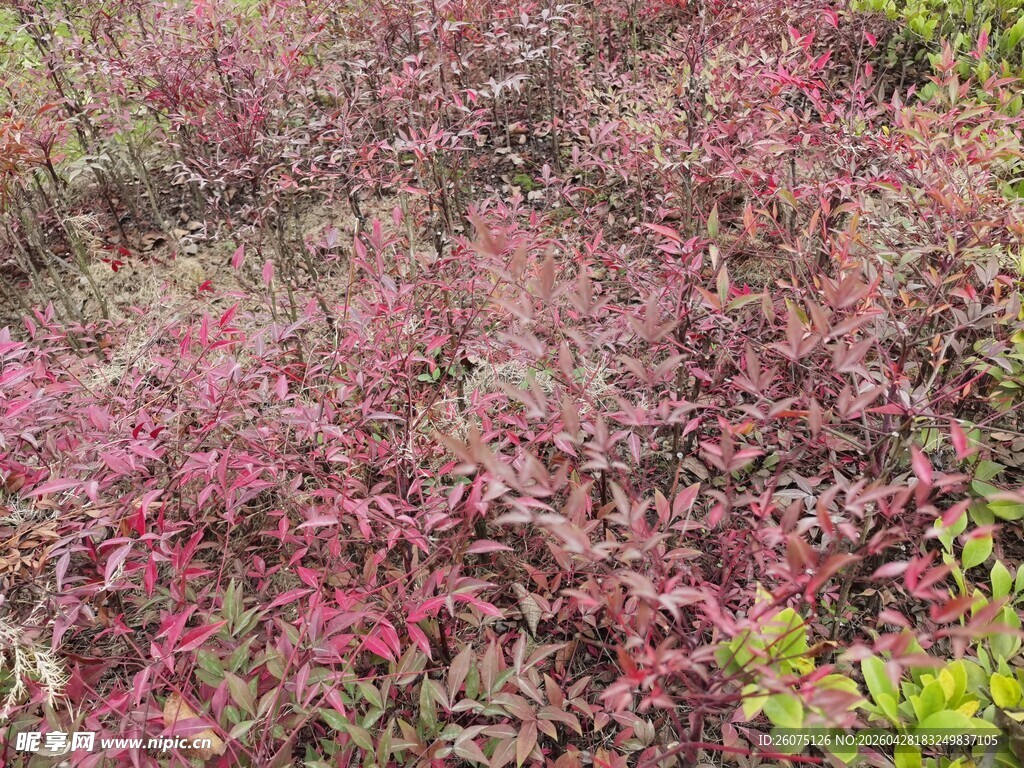 红叶植物景观