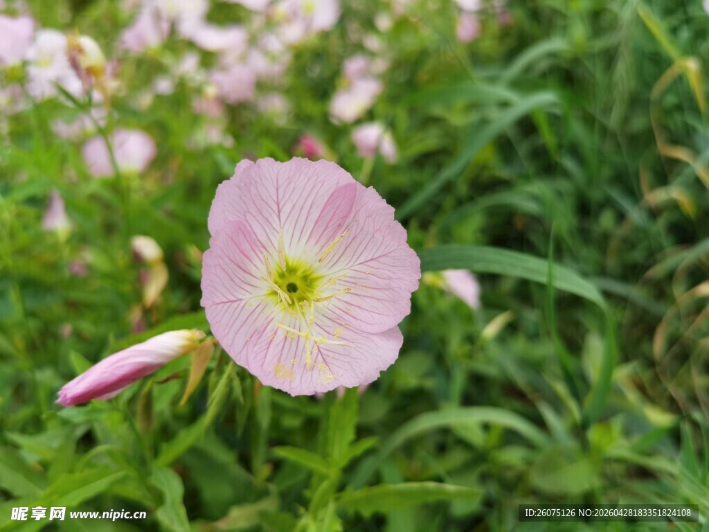 粉色绽放的美丽田月见草花