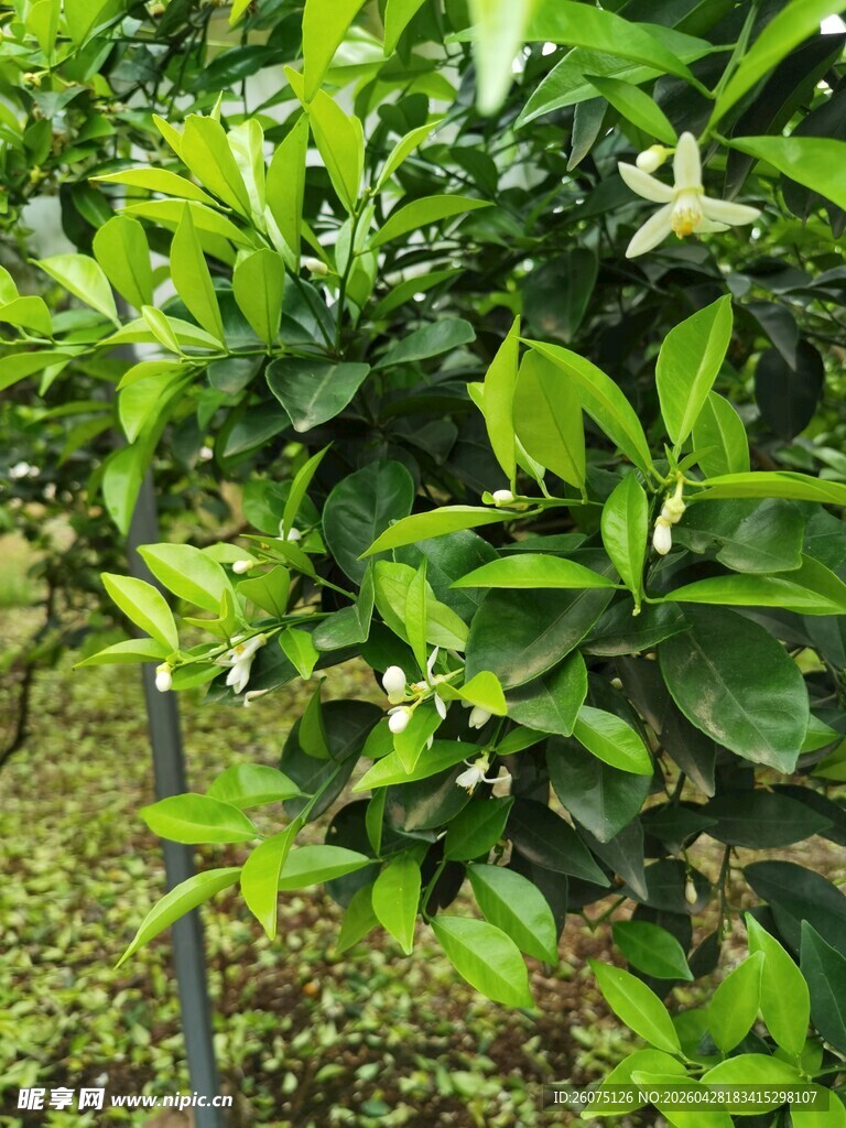 绿叶间绽放的白色柑橘花