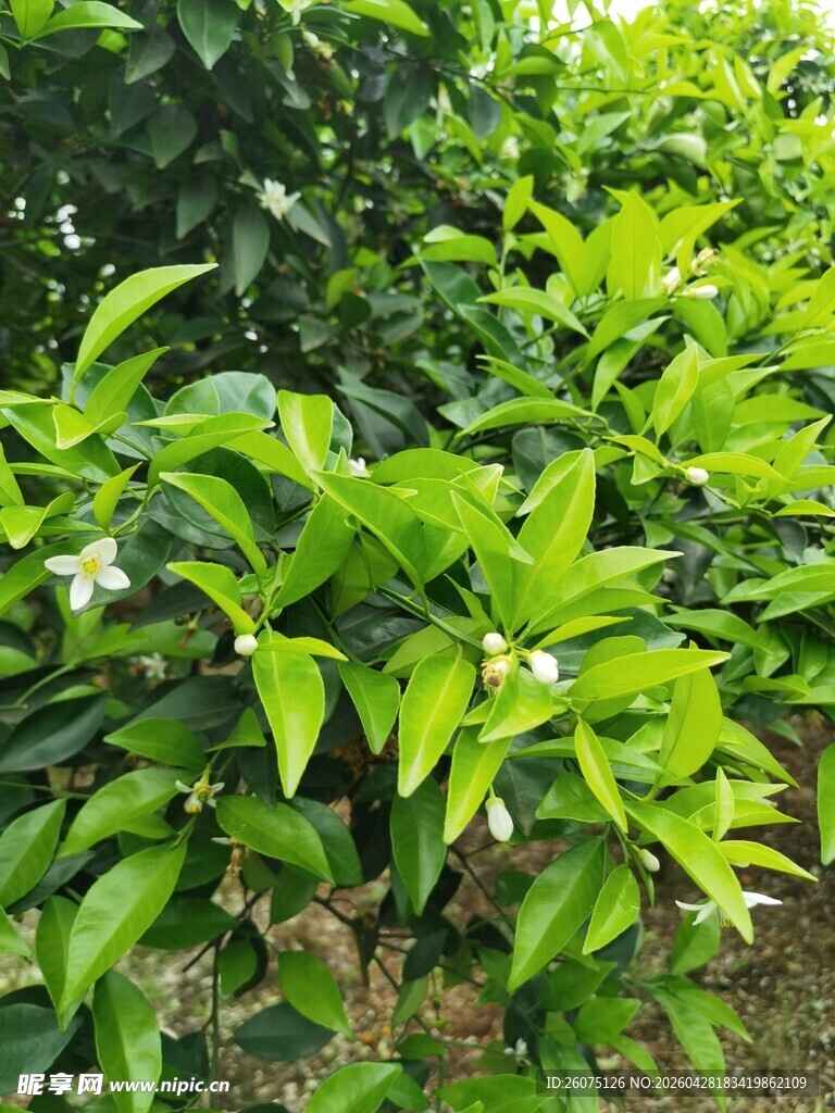 翠绿植物绽放白色柑橘花