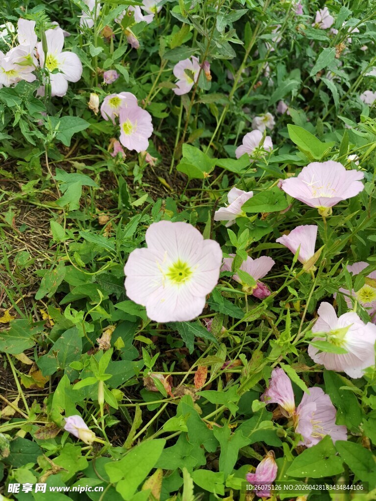 田野中的粉色月见花