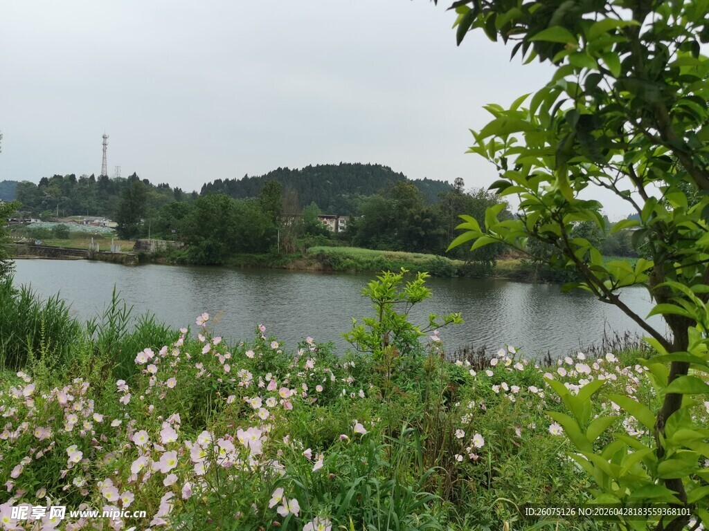 湖畔花草与远处青山景色