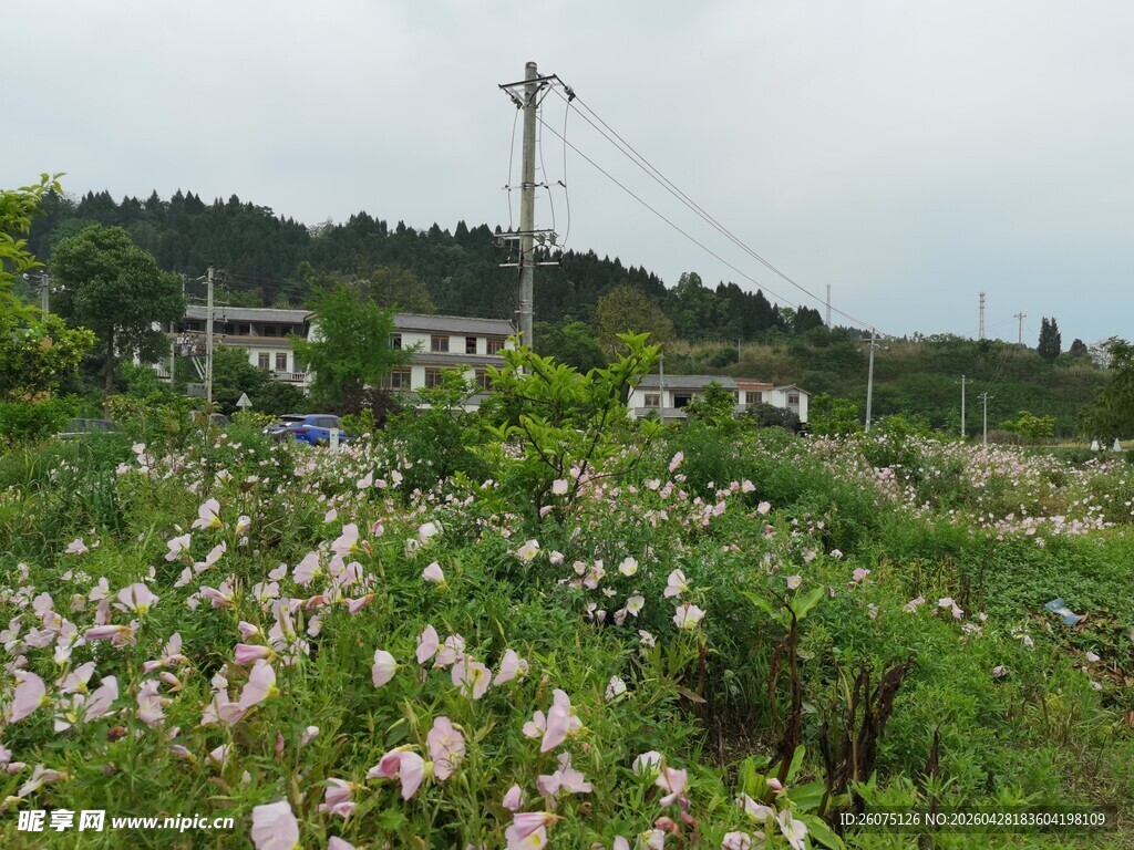 乡村田野间的繁茂花卉景观