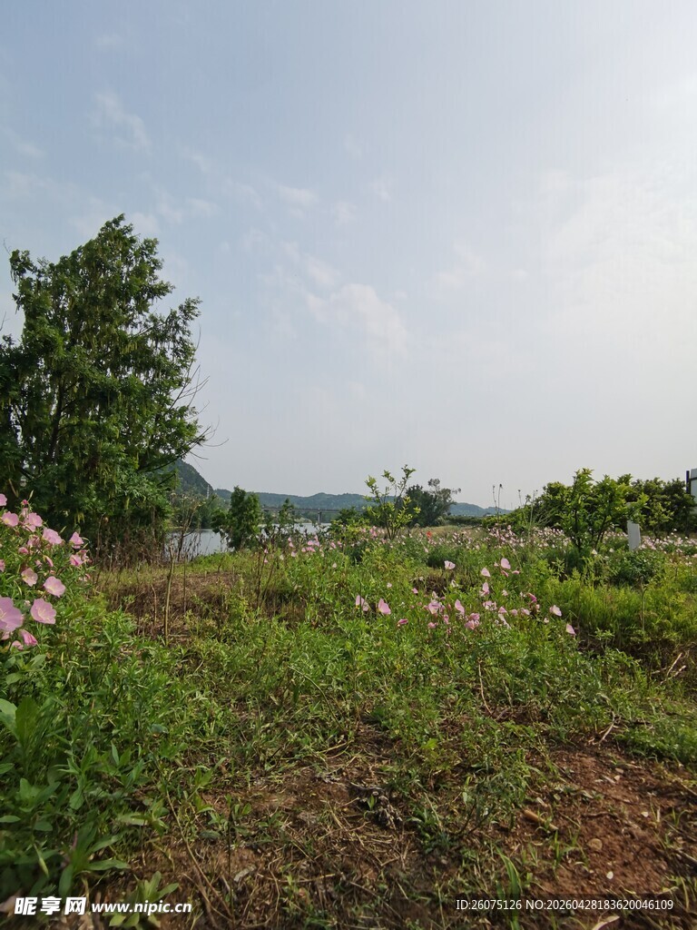 田园风光中的绿植与繁花