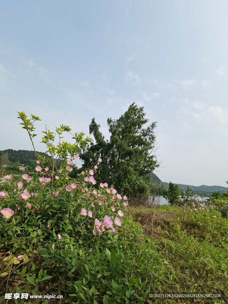 野外繁花绿树风景图