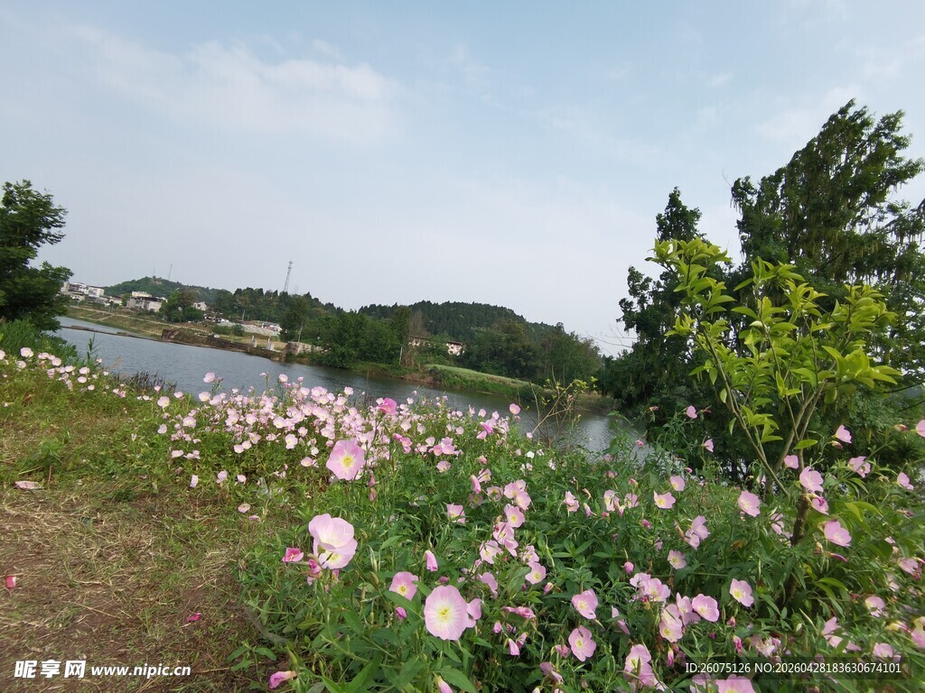 湖畔绽放的美丽粉色花朵