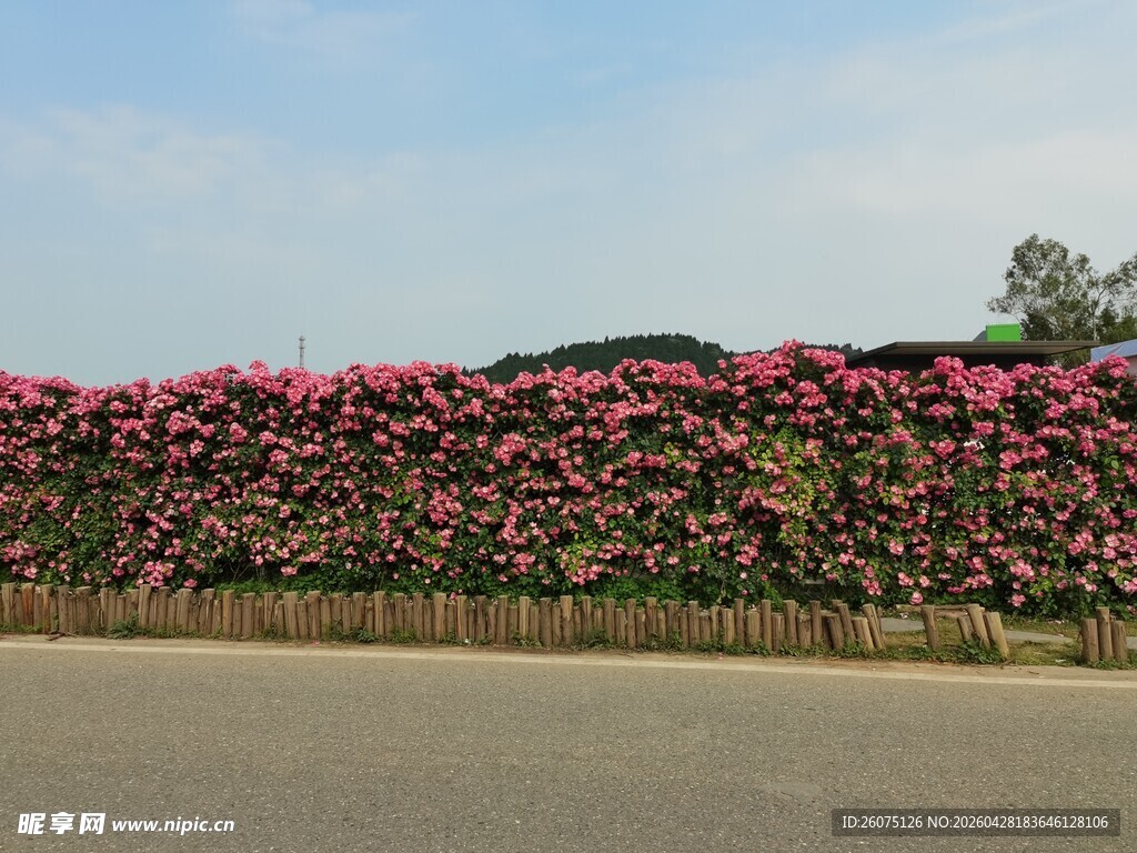 路边繁花似锦的花墙